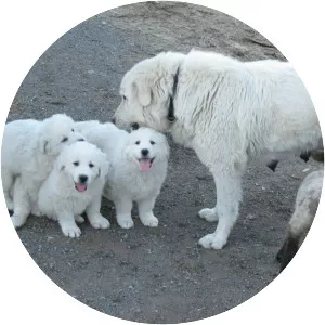 Maremma Sheepdog