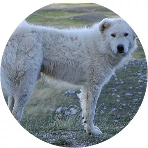 Maremmano-Abruzzese Sheepdog