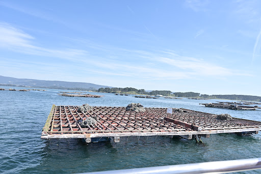 Mares Do Grove SL - Cruise agency in Spain