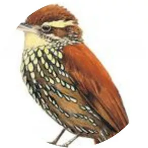 Margarornis