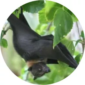 Mariana fruit bat - Animal