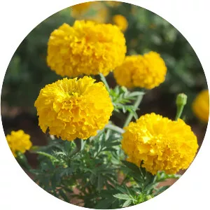 Marigold