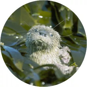Marine otter