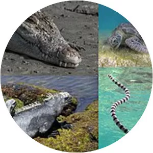 Marine reptile photograph
