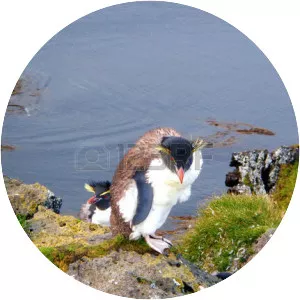 Marion Island - 