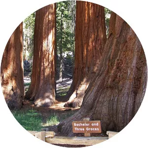Mariposa Grove - 