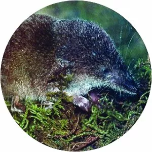 Maritime shrew - 