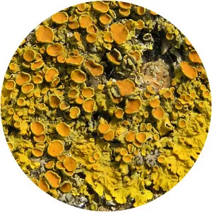 Maritime sunburst lichen