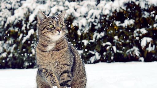 Marks Kattpensionat - Cat boarding service in Sweden