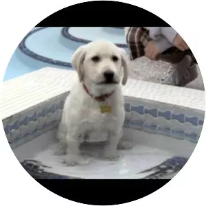 Marley & Me: The Puppy Years