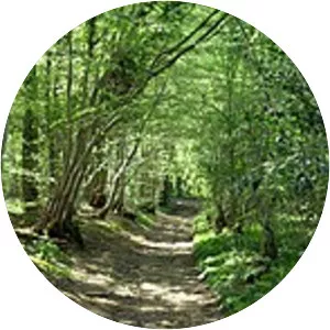 Marline Valley Woods - 