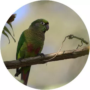 Maroon-bellied parakeet