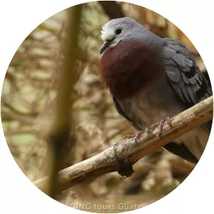 Maroon-chested ground dove - 