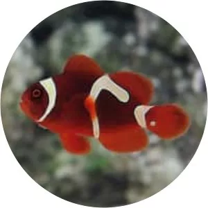 Maroon clownfish - Fish