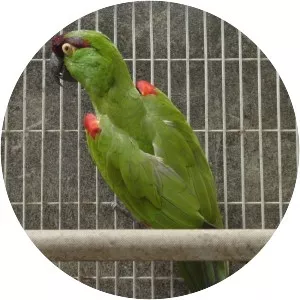 Maroon-fronted parrot