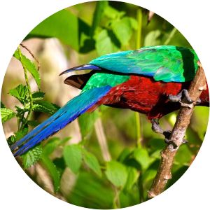 Maroon shining parrot - 