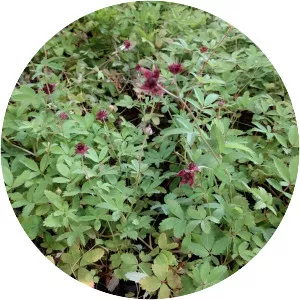 Marsh cinquefoil - Plants
