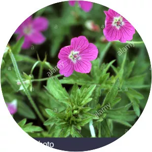Marsh cranesbill - 