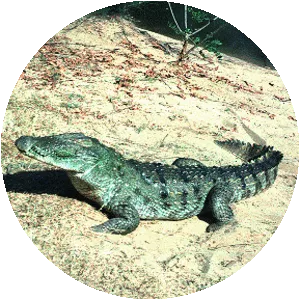Marsh crocodile