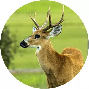 Marsh deer