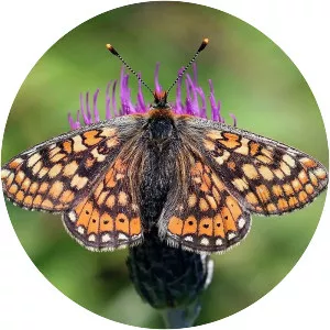 Marsh fritillary