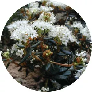 Marsh Labrador Tea
