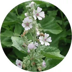 Marsh mallow