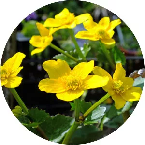 Marsh Marigold - Plants