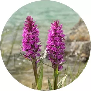 Marsh orchids