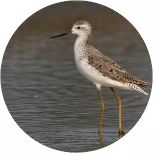 Marsh sandpiper