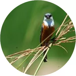 Marsh seedeater