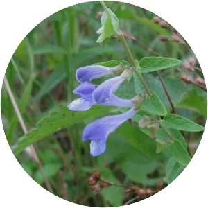 Marsh skullcap