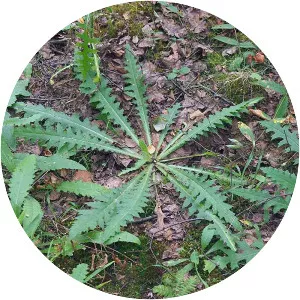 Marsh thistle - Plants