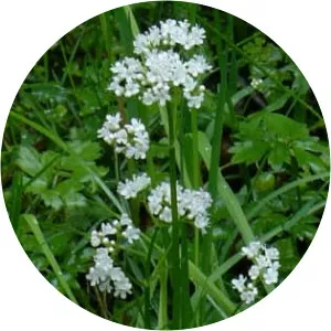 Marsh valerian - 
