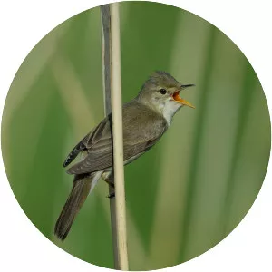 Marsh warbler