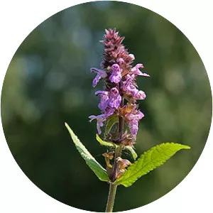 Marsh woundwort