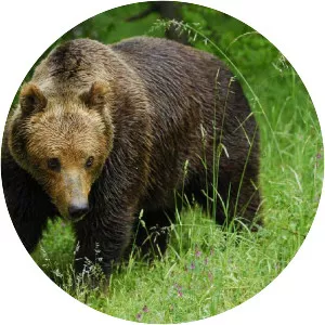 Marsican brown bear
