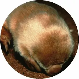 Marsupial mole