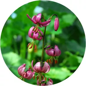 Martagon Lily - Plants