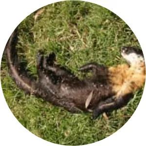 Martes Gwatkinsii (Nilgiri marten)