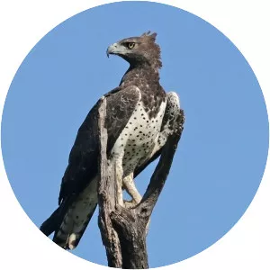 Martial eagle