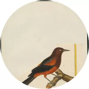 Martinique oriole (Oriole de Martinique)