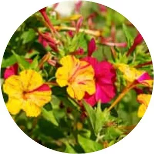 Marvel-of-peru (Akşamsefası)