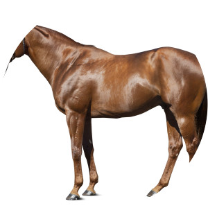 Masar 