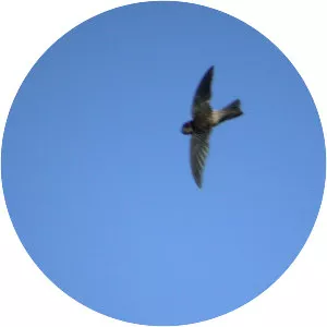 Mascarene swiftlet - Bird