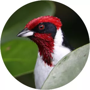 Masked cardinal