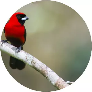 Masked crimson tanager