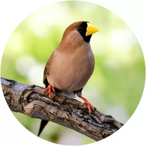 Masked finch
