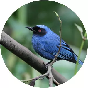 Masked flowerpiercer - Bird