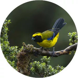 Masked mountain tanager - Bird